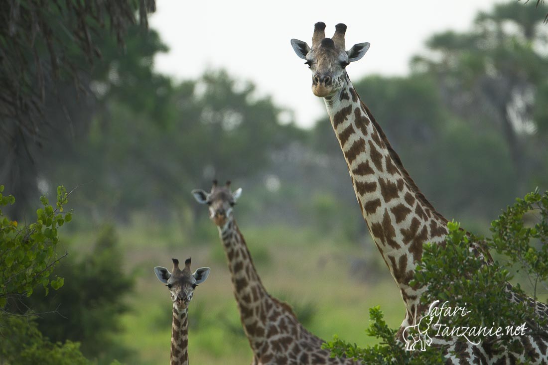 girafes 0322
