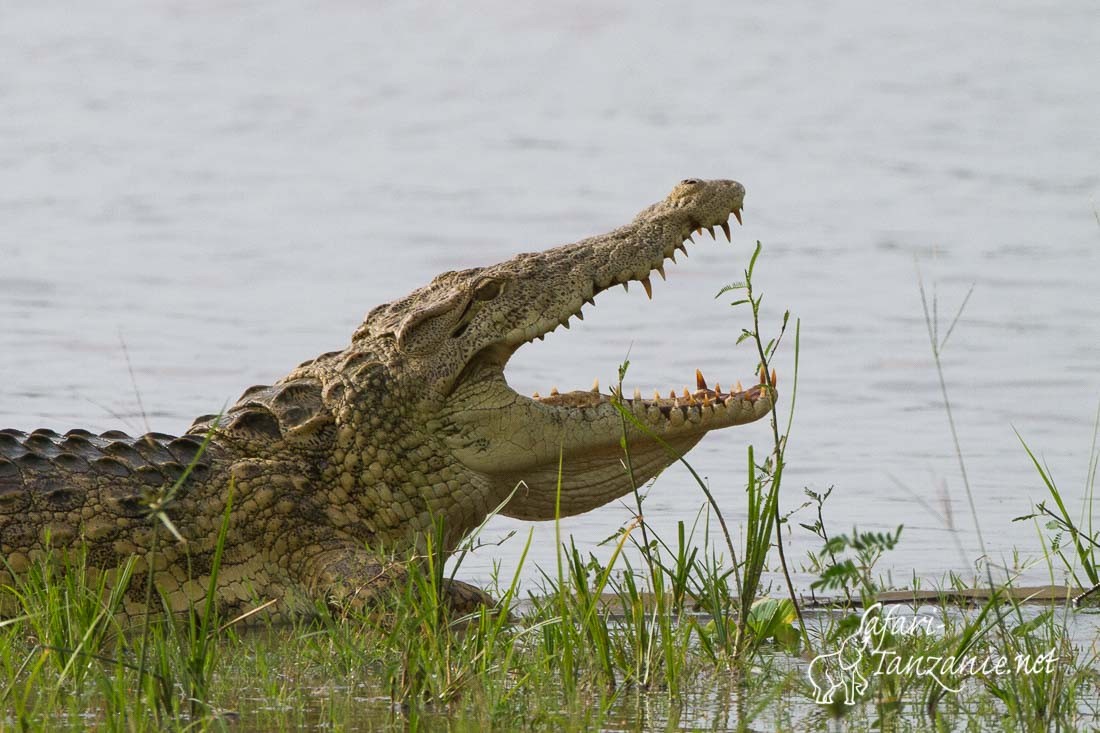 crocodile 0297