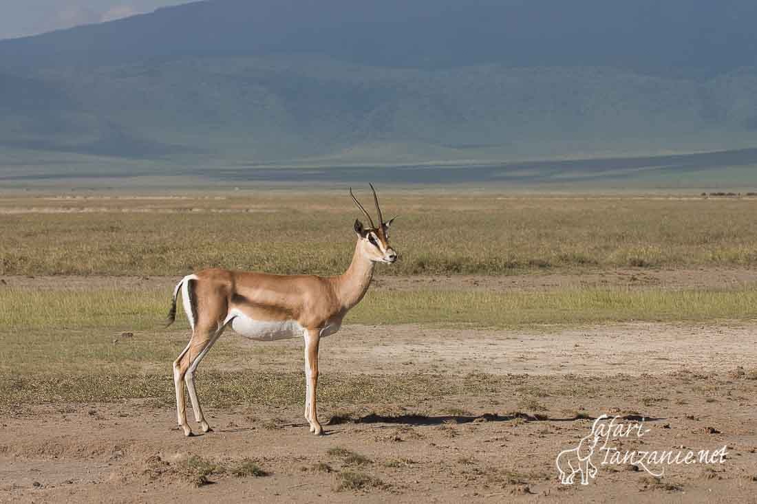 gazelle de grant 9969