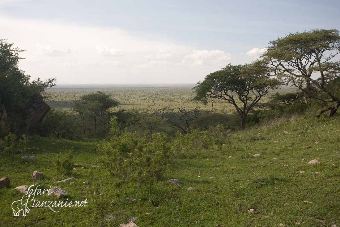vue sur serengeti 6968
