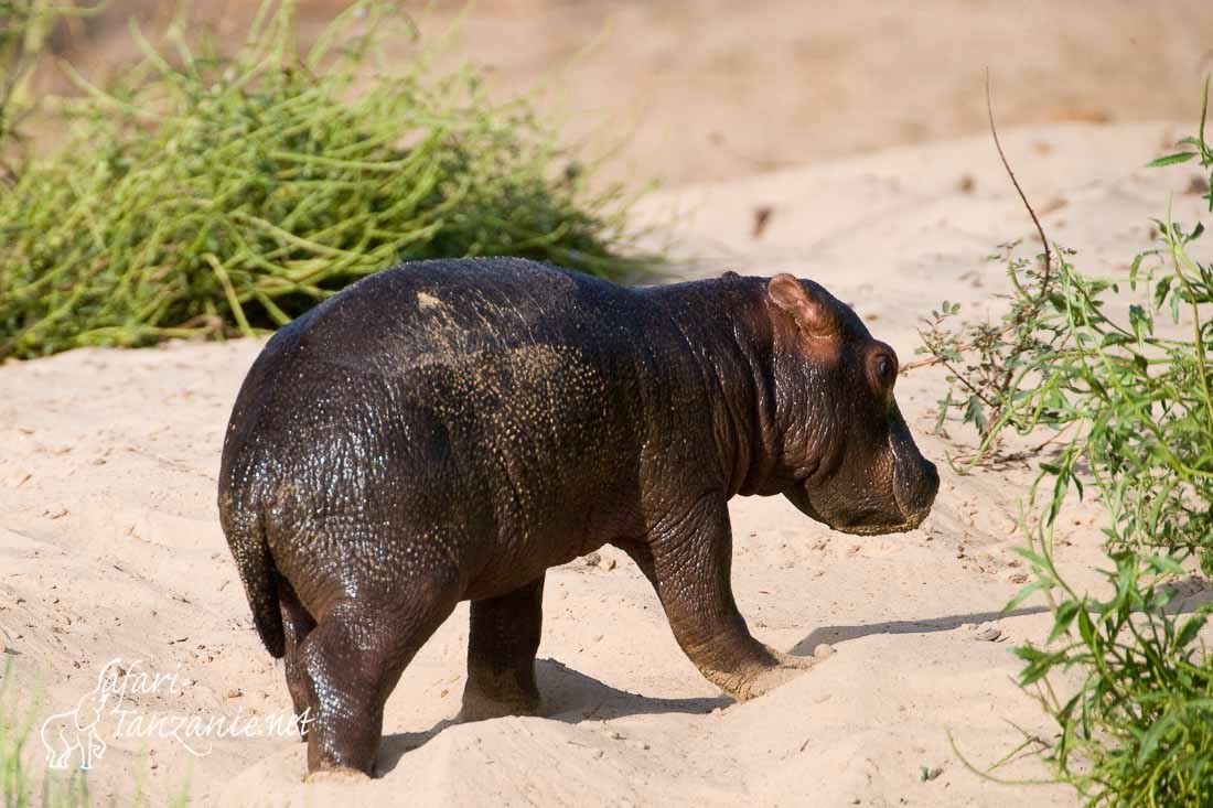 bebe hippo 4628