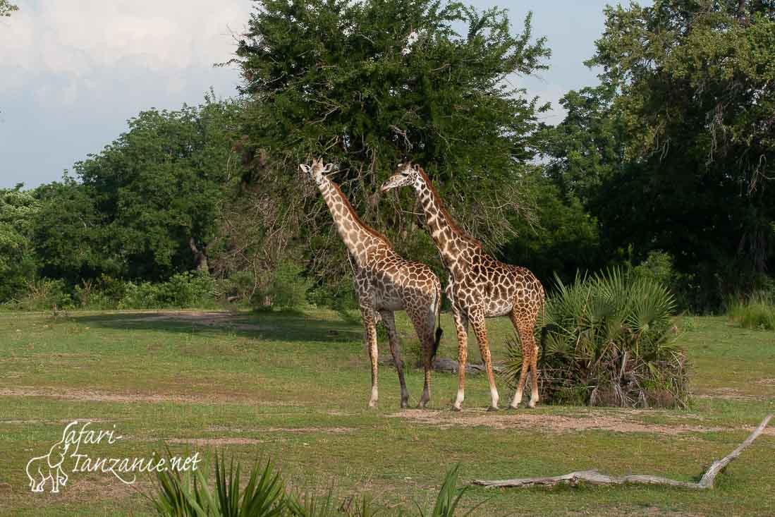 girafes 9572