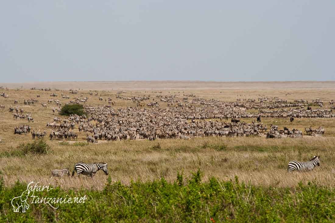 migration zebres 7806