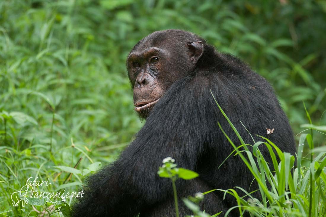 chimpanze 7215