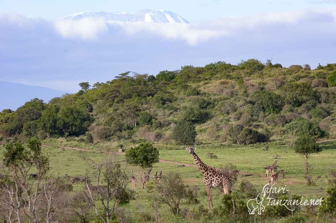 kilimanjaro girafes 4269