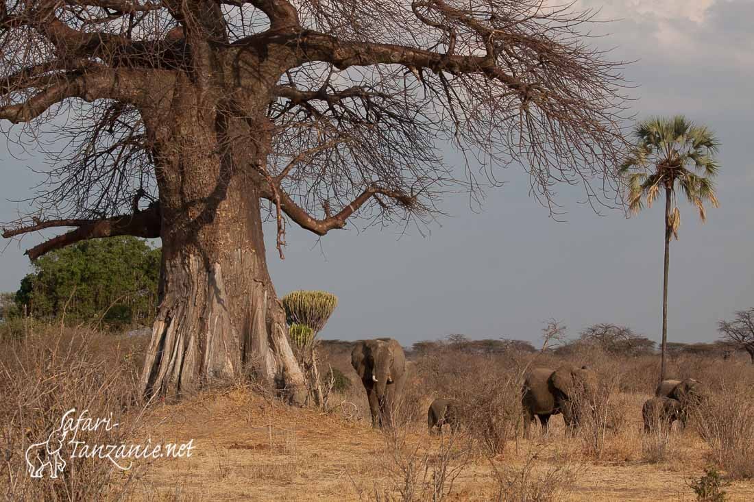 elephants baobab 0840