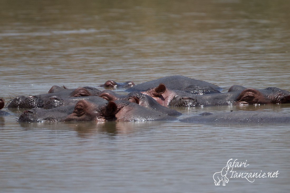 hippopotames 4570