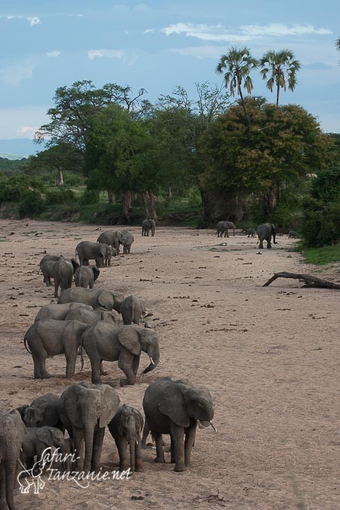 elephants riviere sable 5591