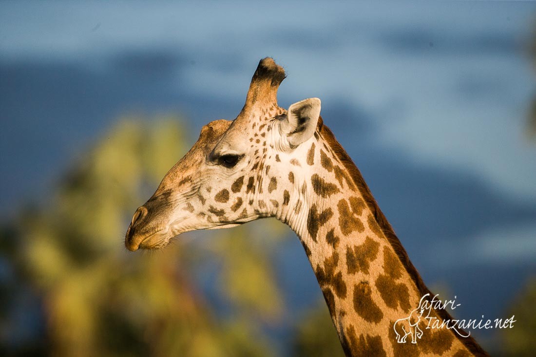 girafe 6006