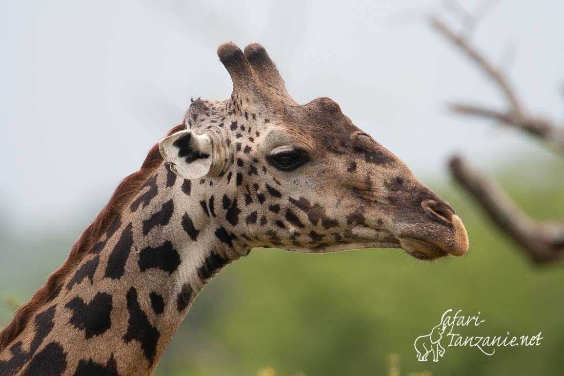 girafe 8232