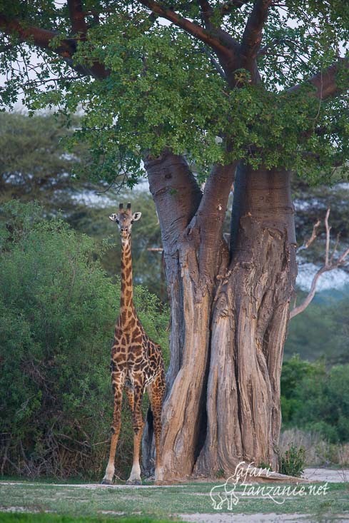 girafe baobab 5111