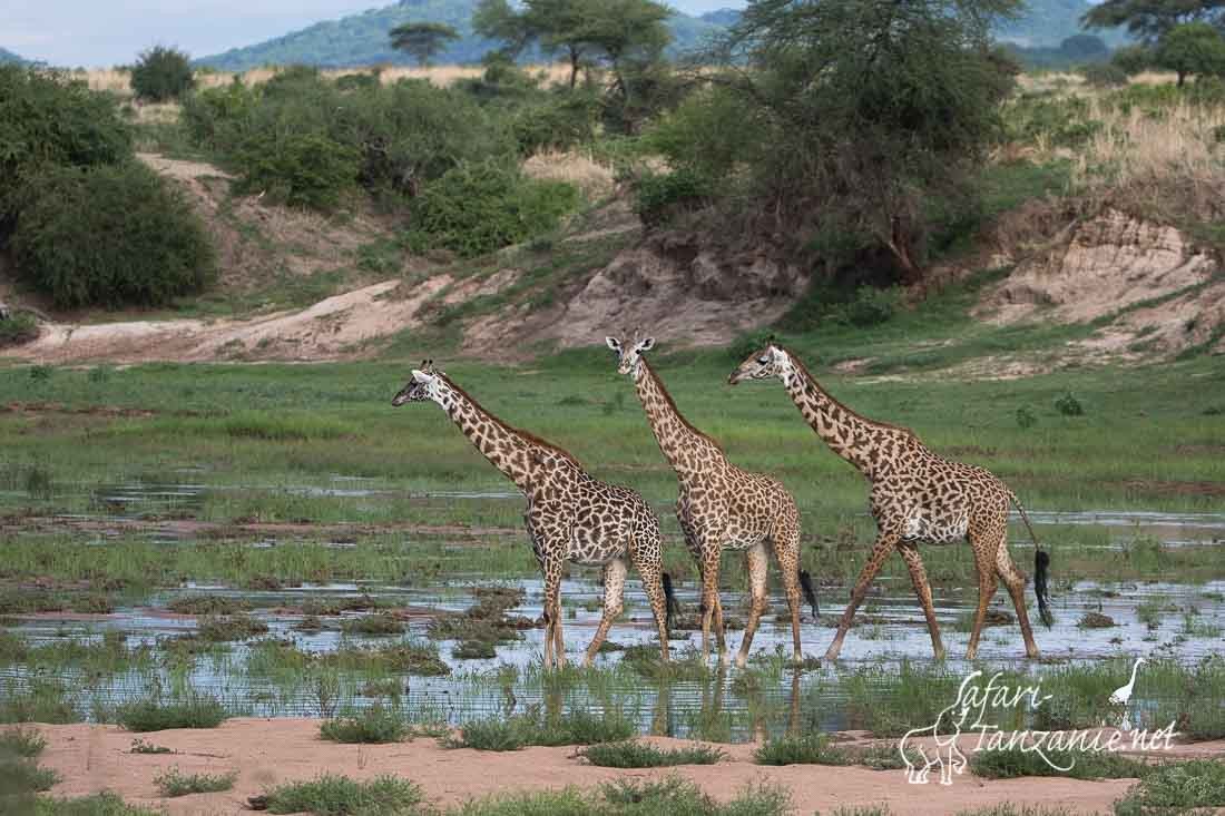 girafes 6279