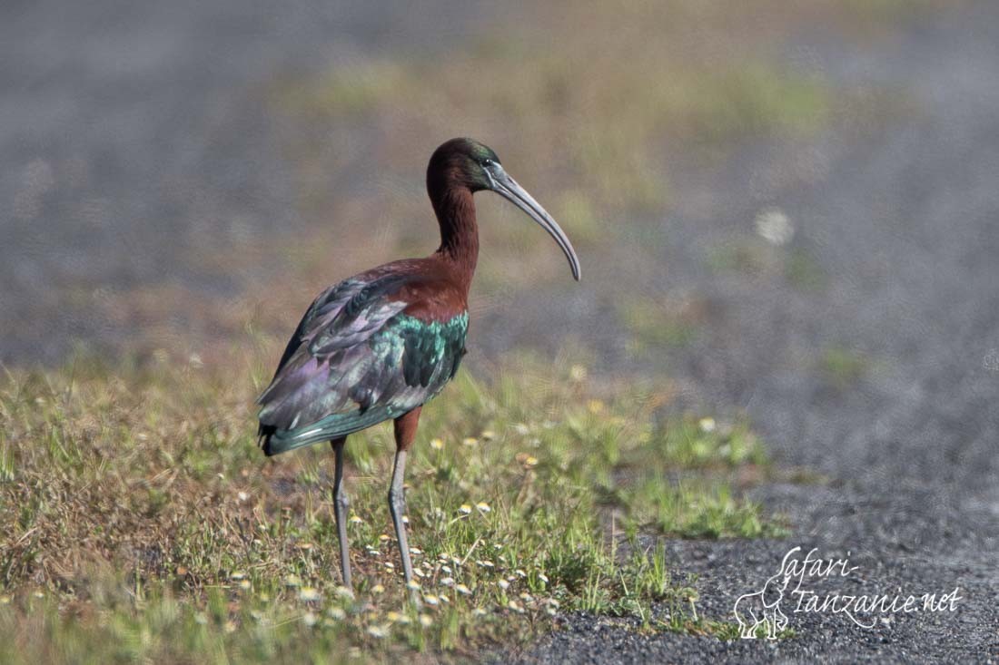 ibis falcinelle 5422