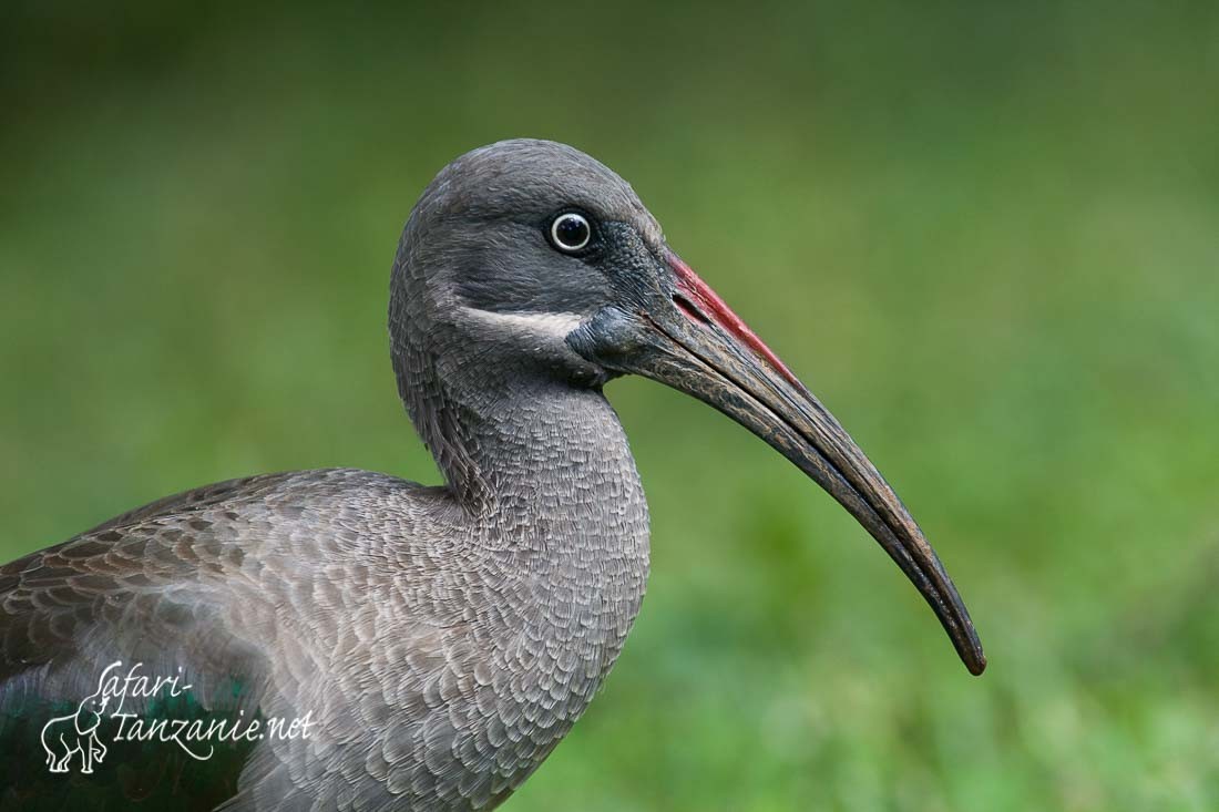 ibis hagedash 0916
