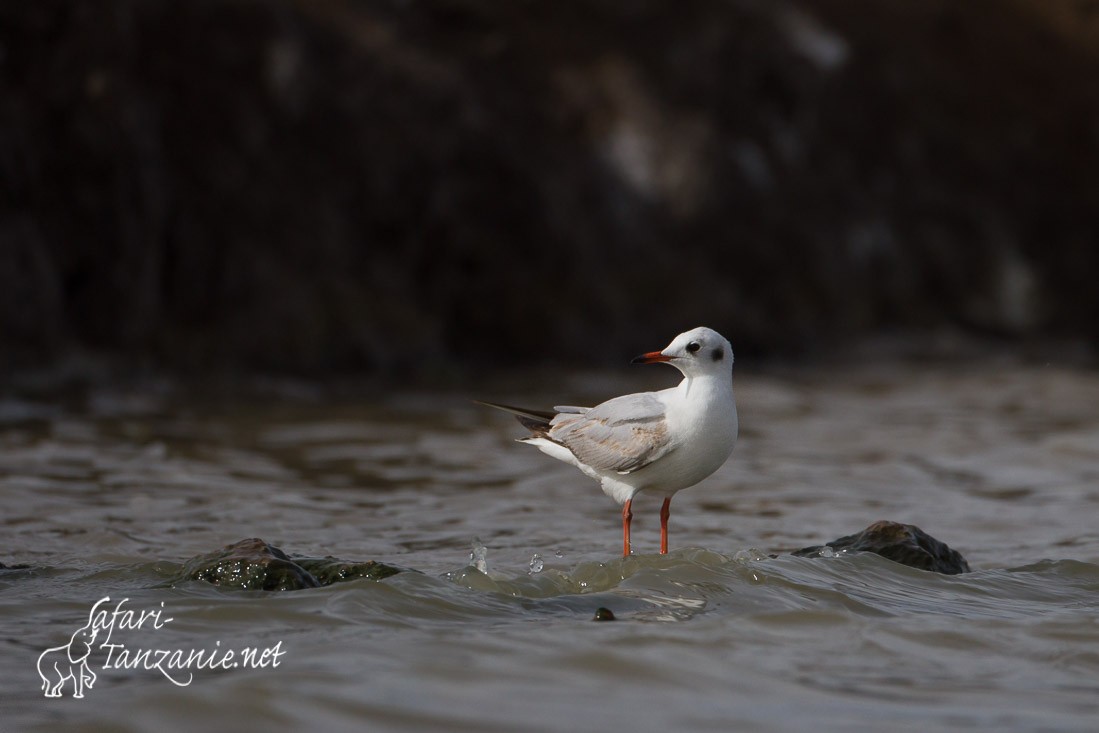 mouette rieuse 1660