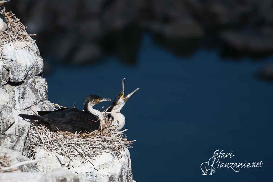 cormoran a poitrine blanche 091682