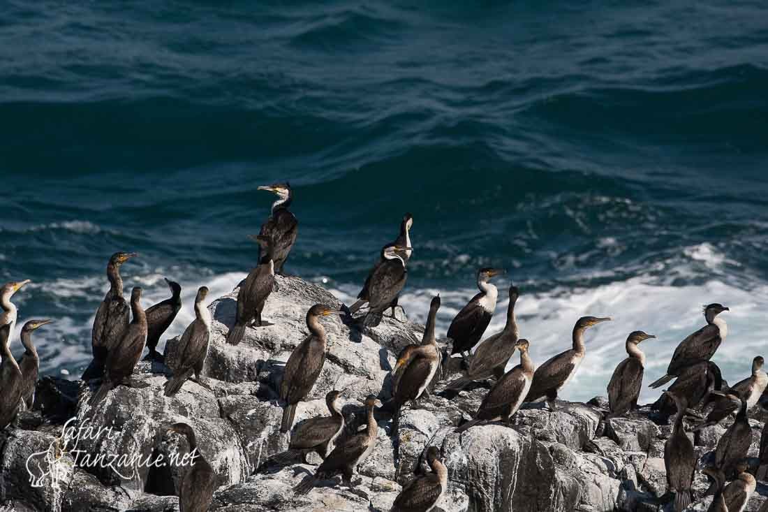 cormoran a poitrine blanche 091700