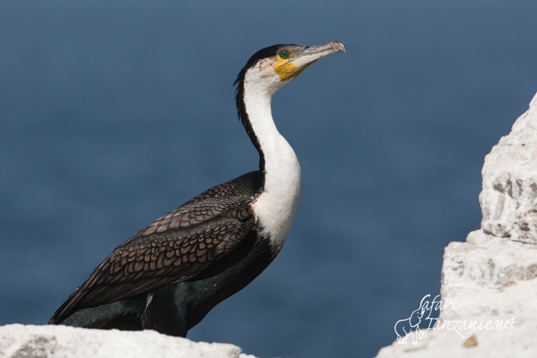 cormoran a poitrine blanche 091727