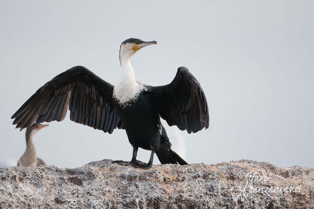 cormoran a poitrine blanche 101443