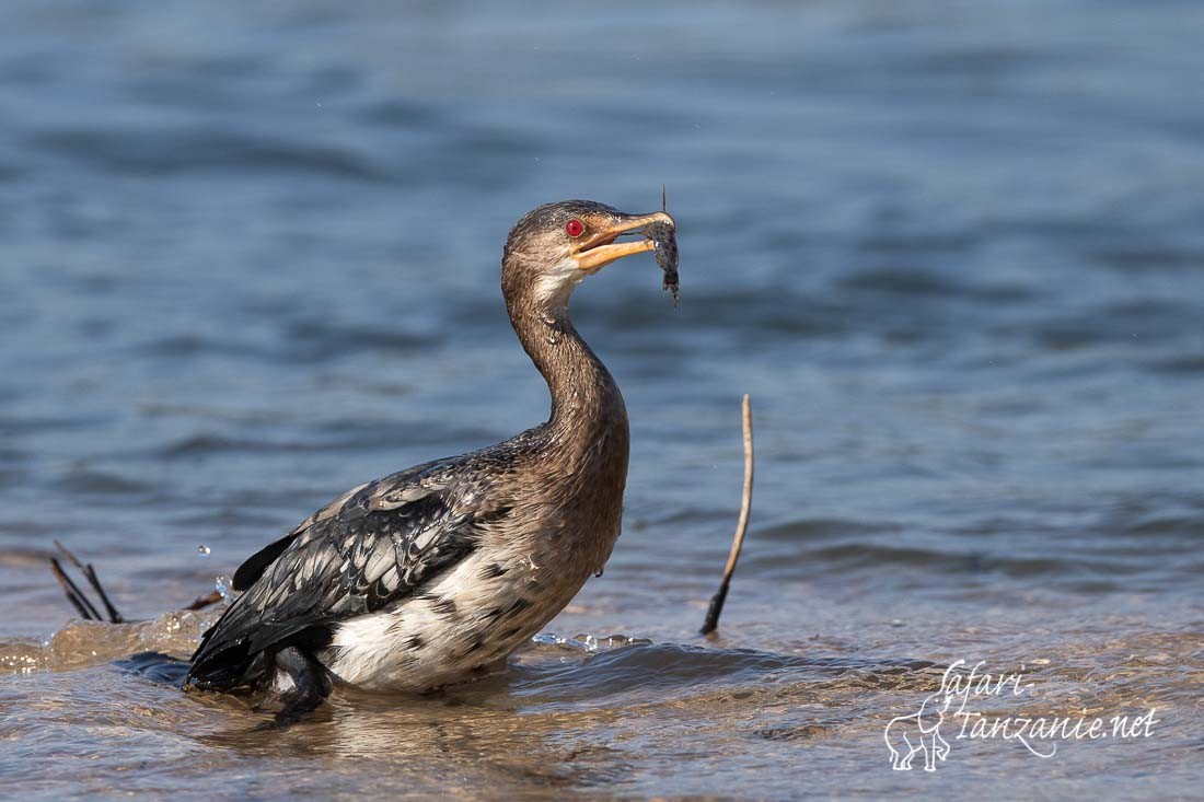 cormoran africain 1179