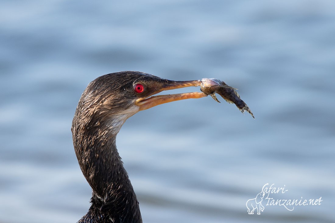 cormoran africain 1210