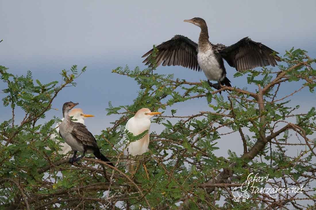 cormoran africain 1556