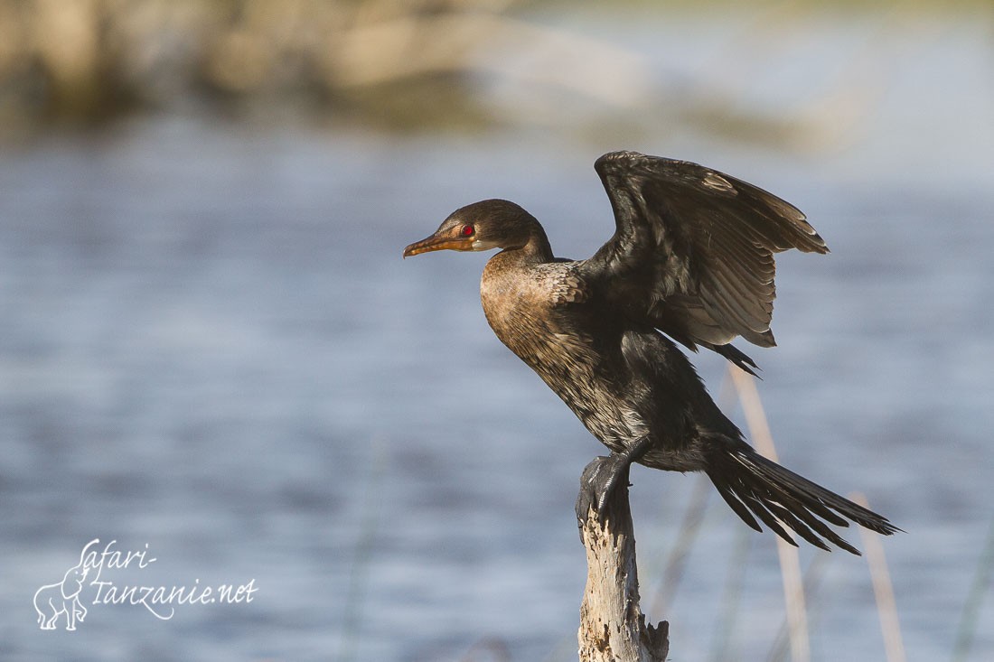 cormoran africain 9745