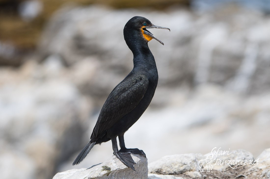 cormoran du cap 4375