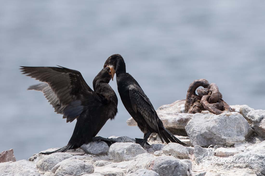 cormoran du cap 5892