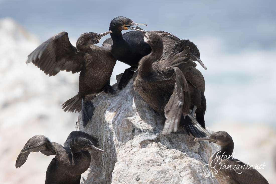 cormoran du cap 5934