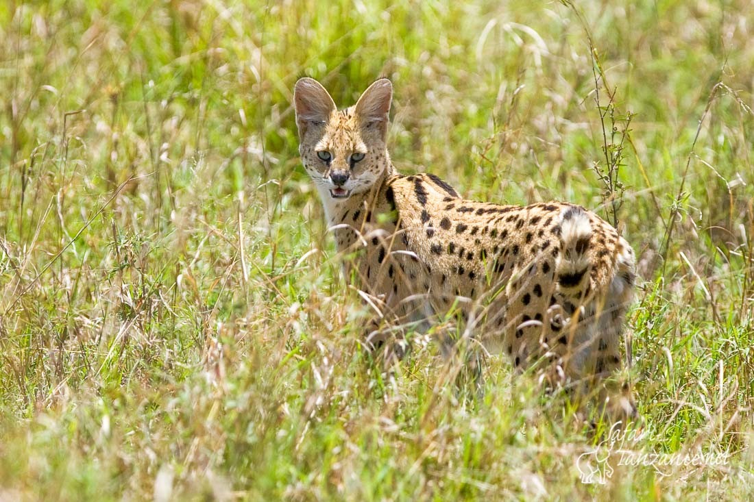 serval 1334