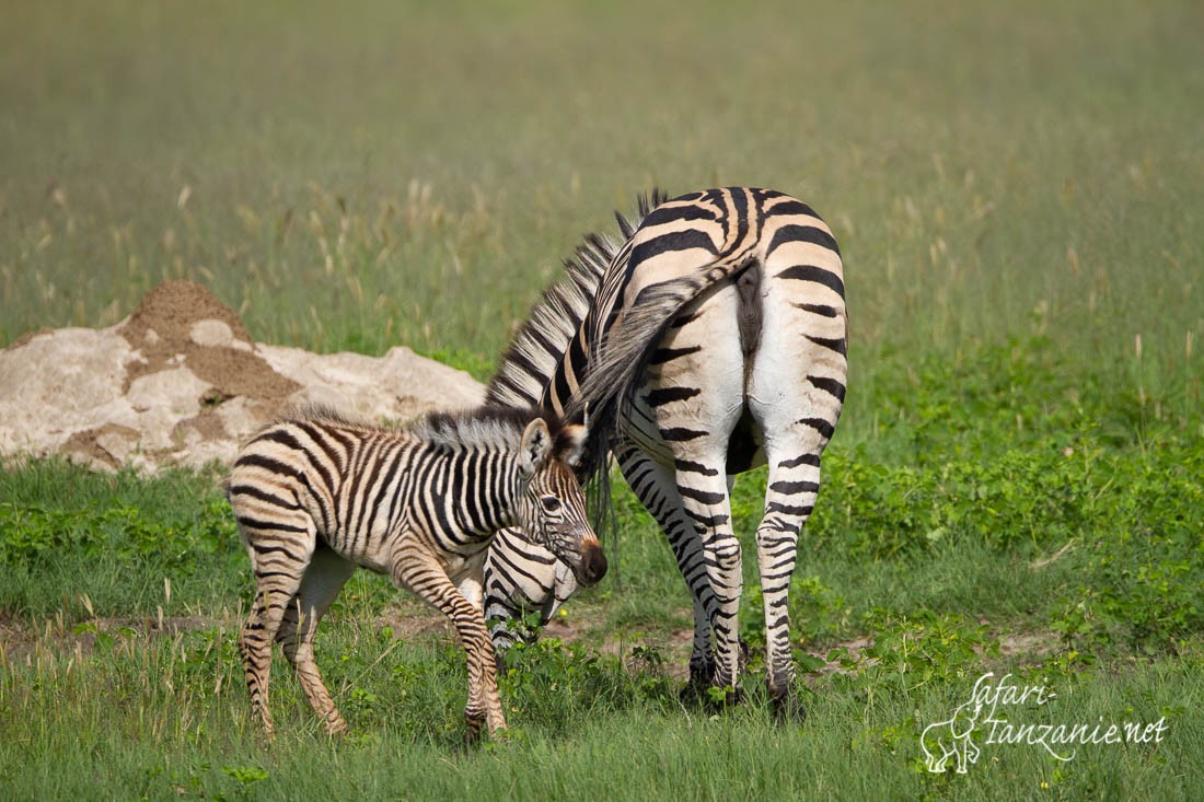 zebre des plaines 0697