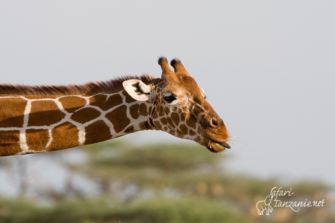 girafe reticulee 1089
