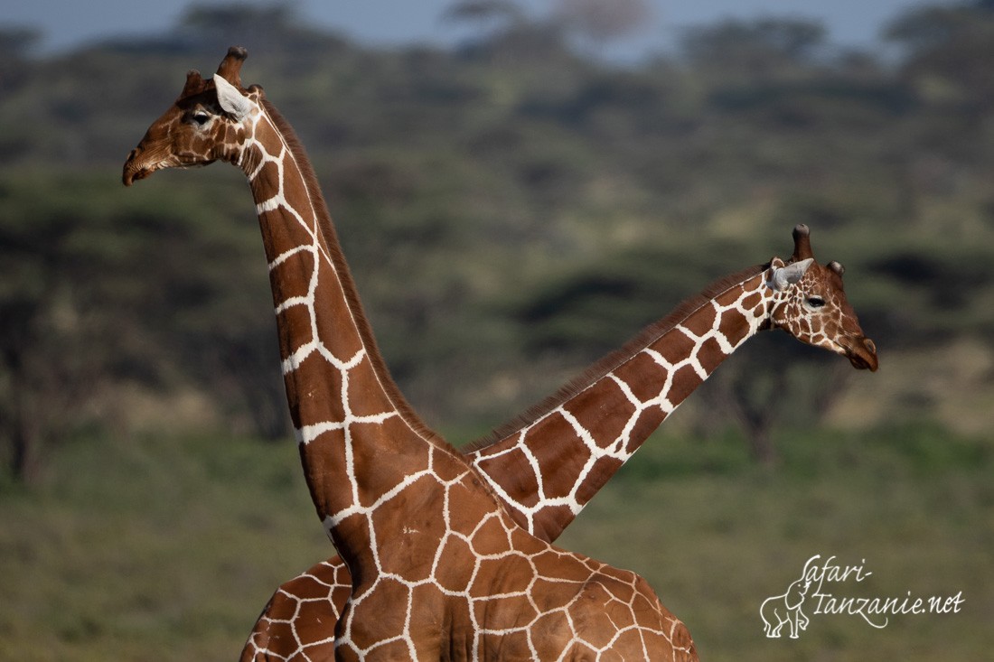 girafe reticulee 1207