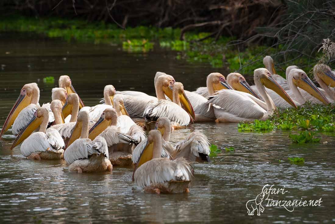 pelican blanc 090711