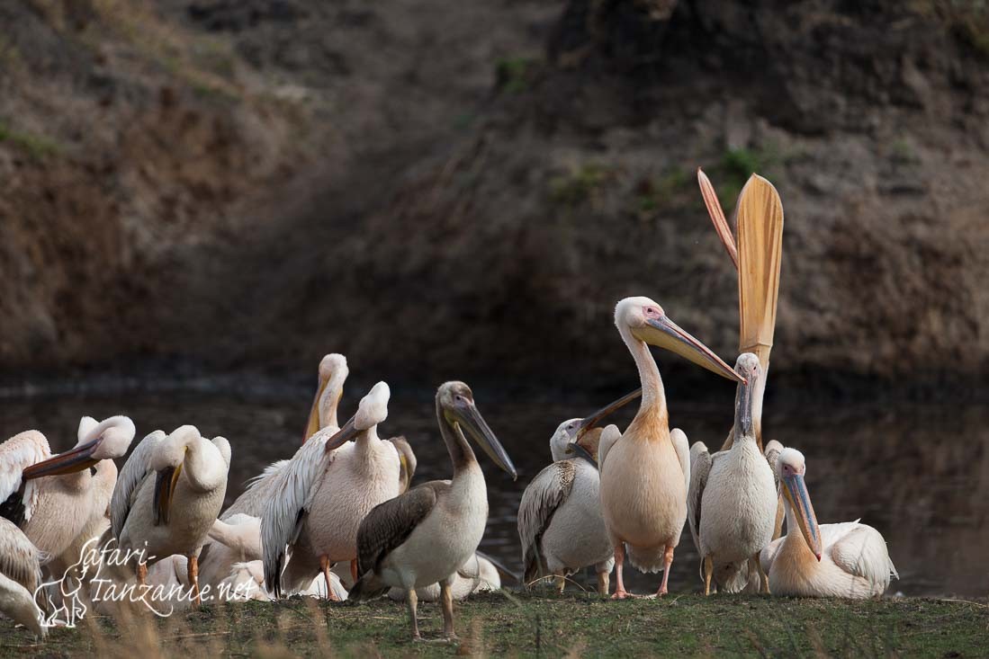 pelican blanc 104859