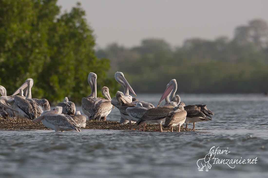 pelican gris 090109