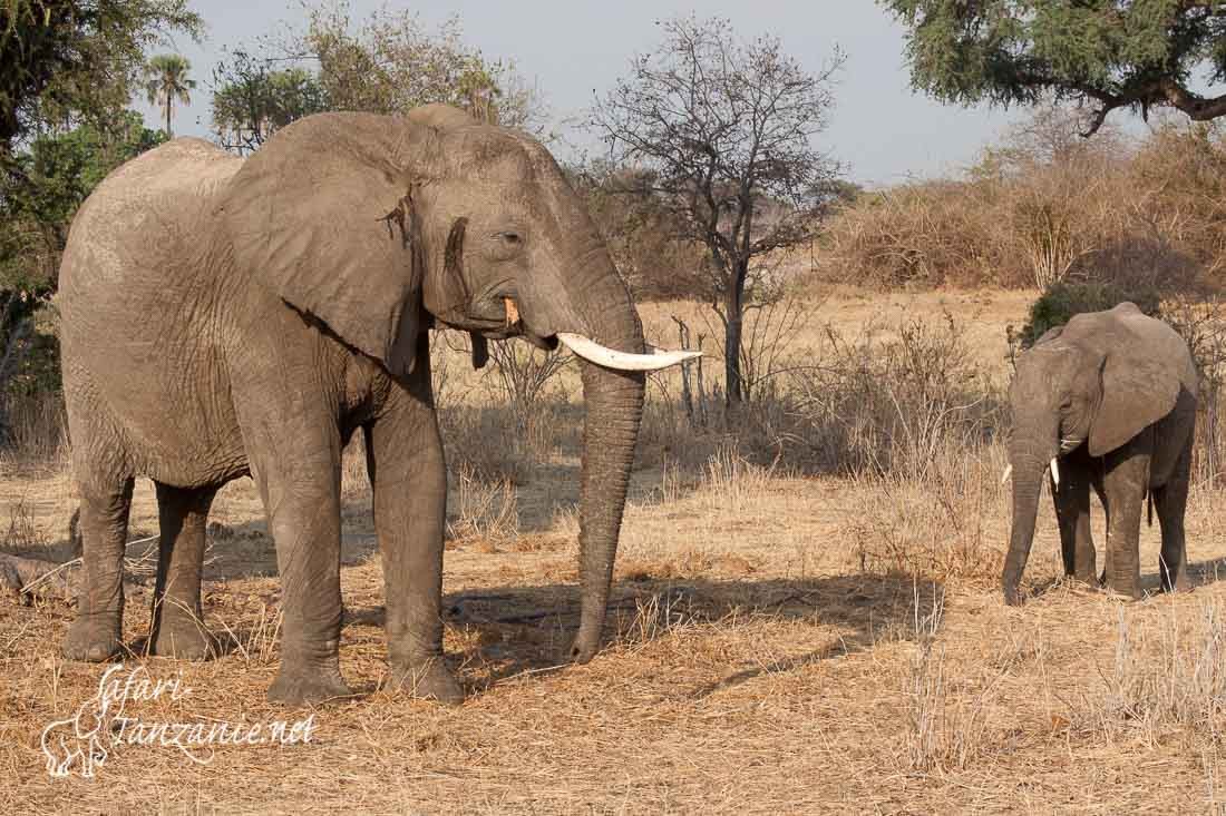 elephant 0851