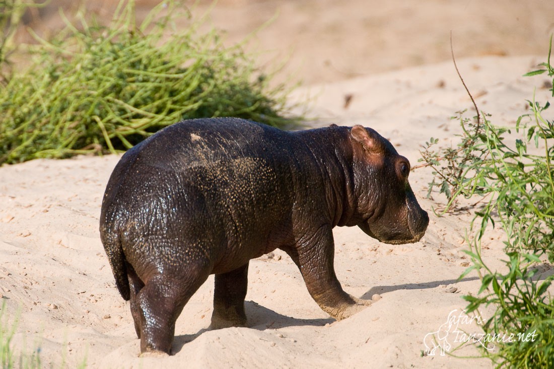 hippopotame 4628