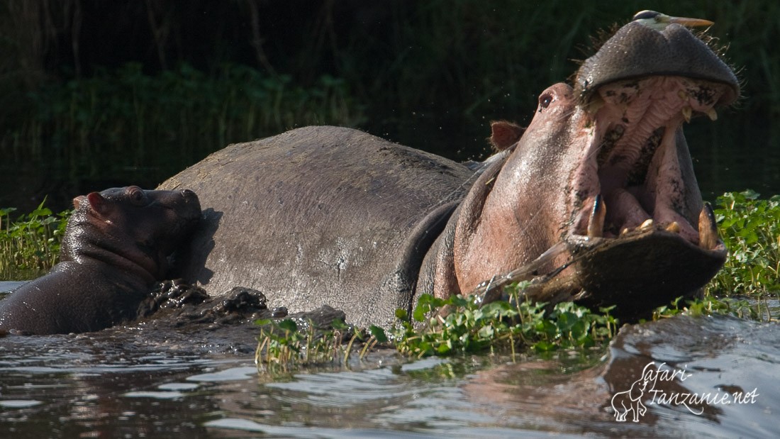 hippopotame 5310