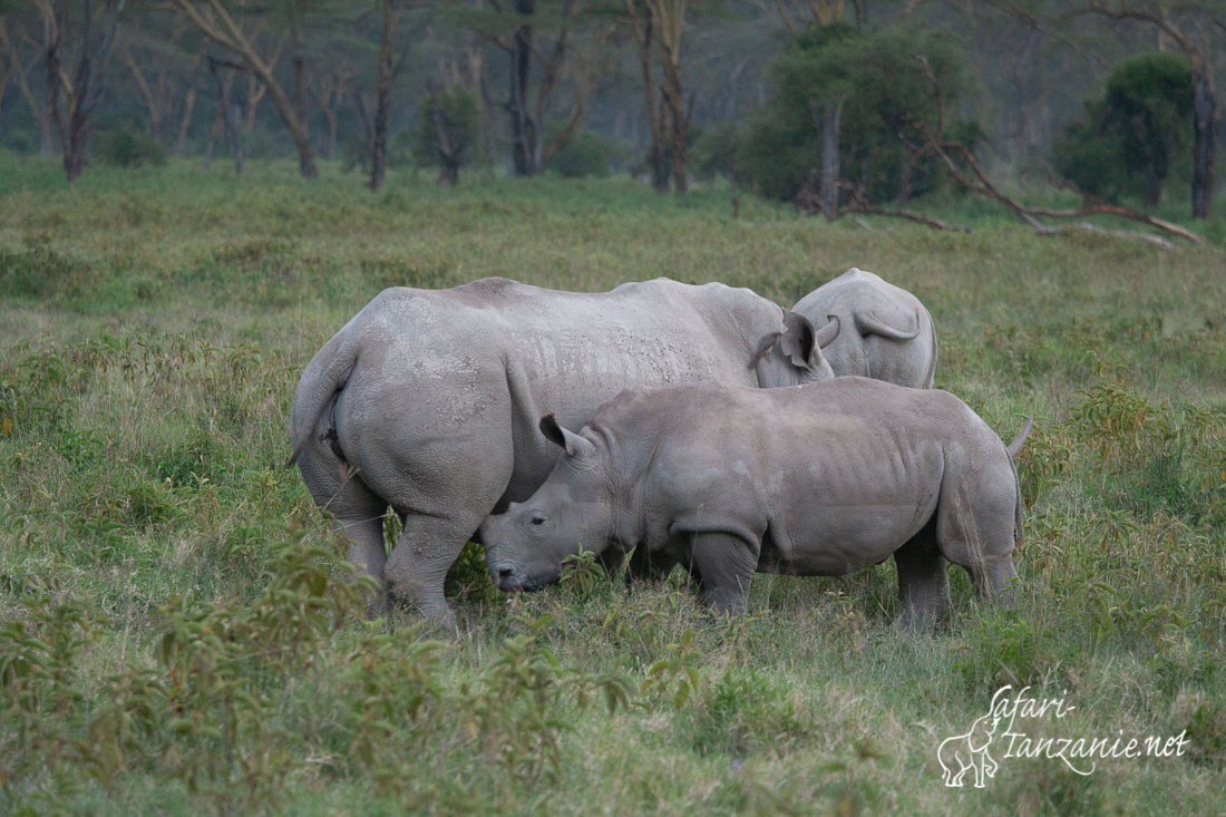 rhinoceros blanc 5000