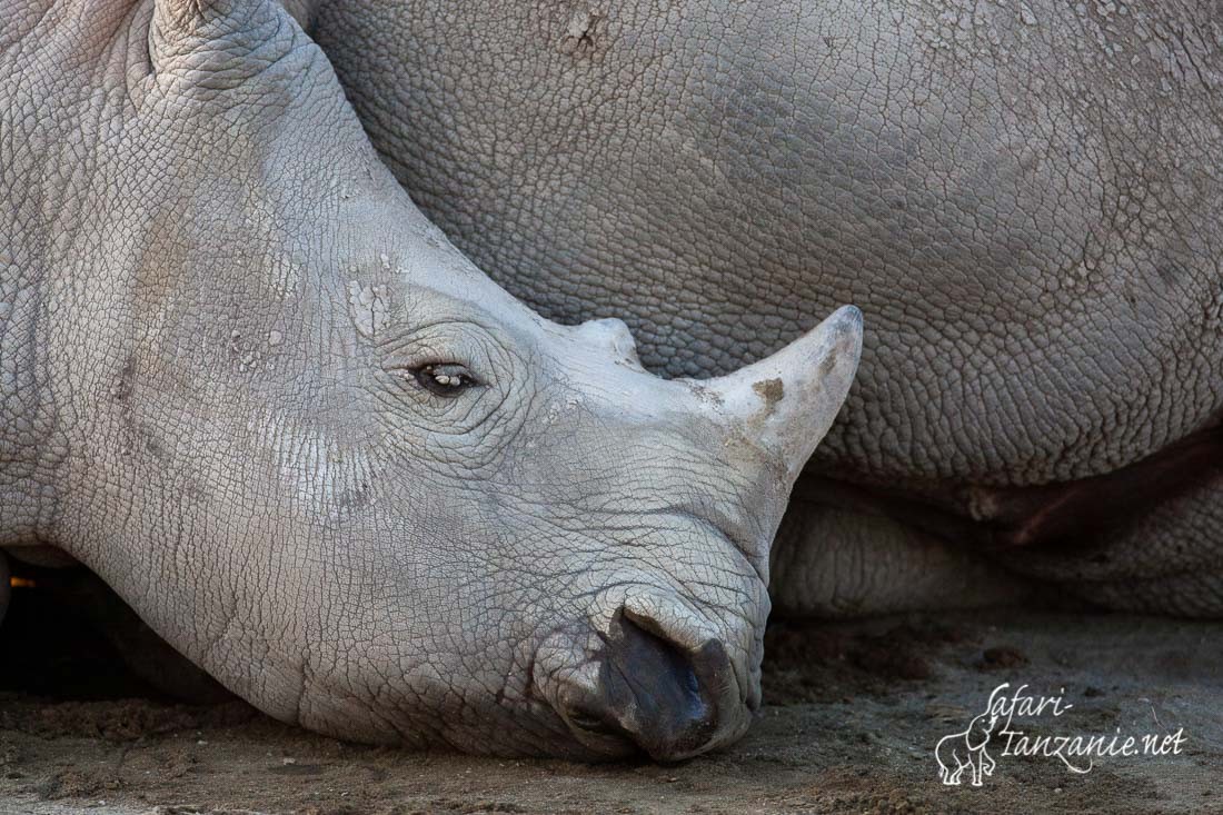 rhinoceros blanc 5695