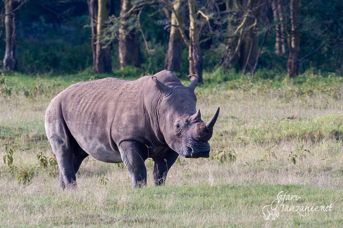 rhinoceros noir 6077