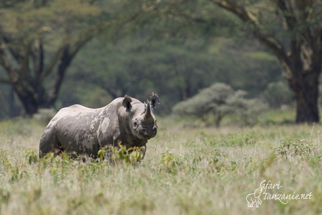 rhinoceros noir 6814
