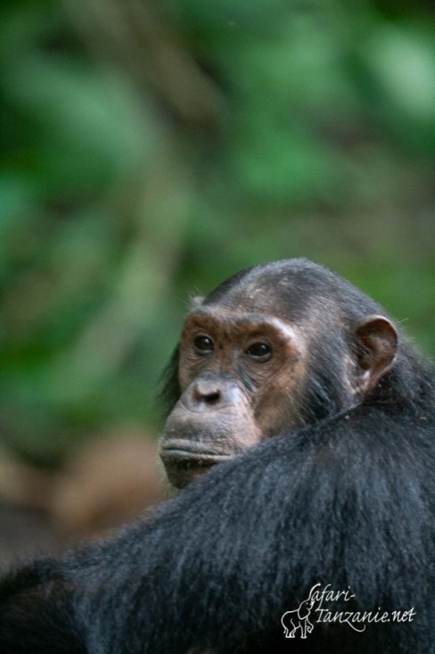 chimpanze 7094
