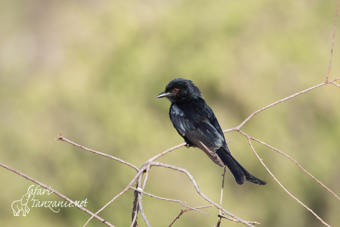 drongo brillant 0374