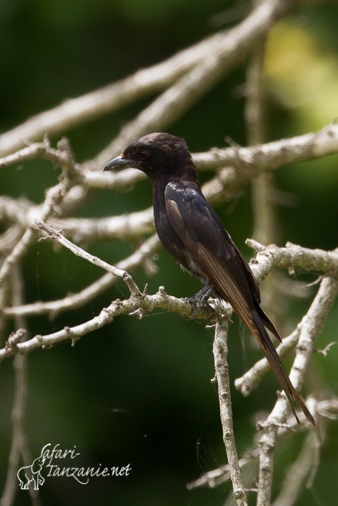 drongo brillant 0458