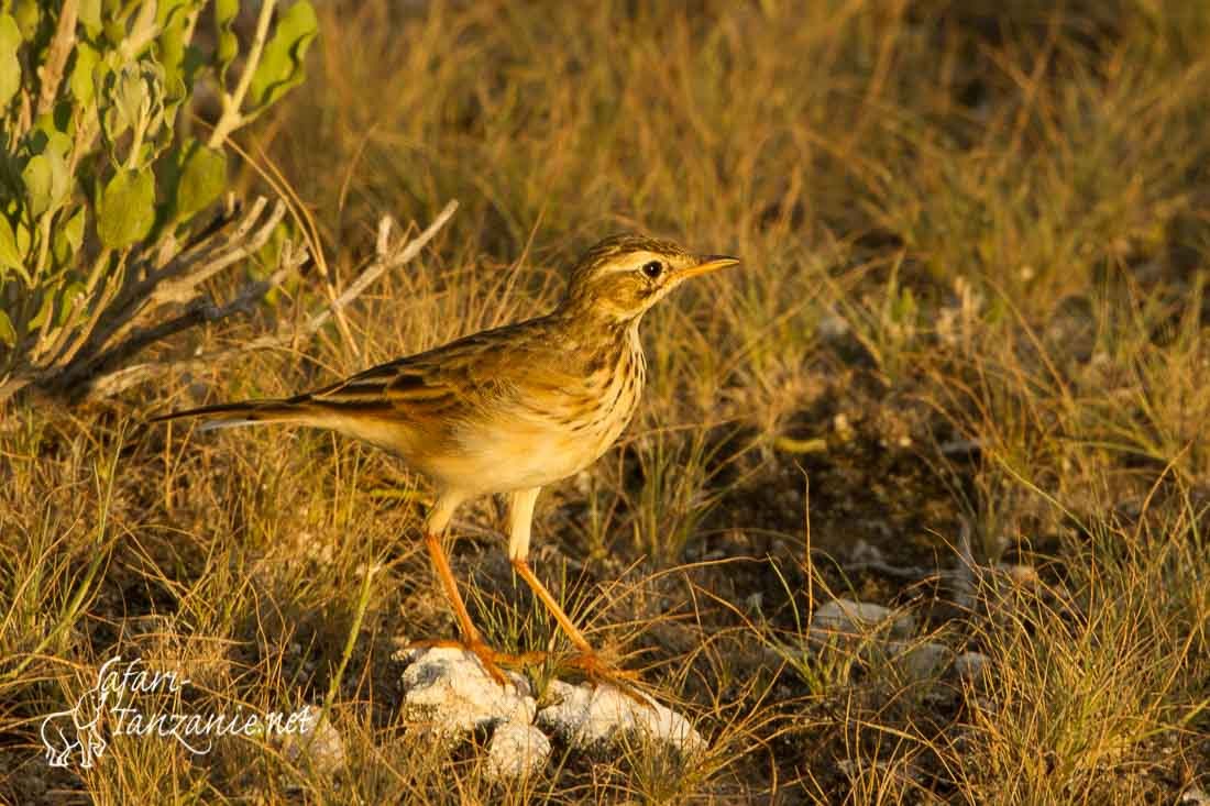 pipit africain 0248