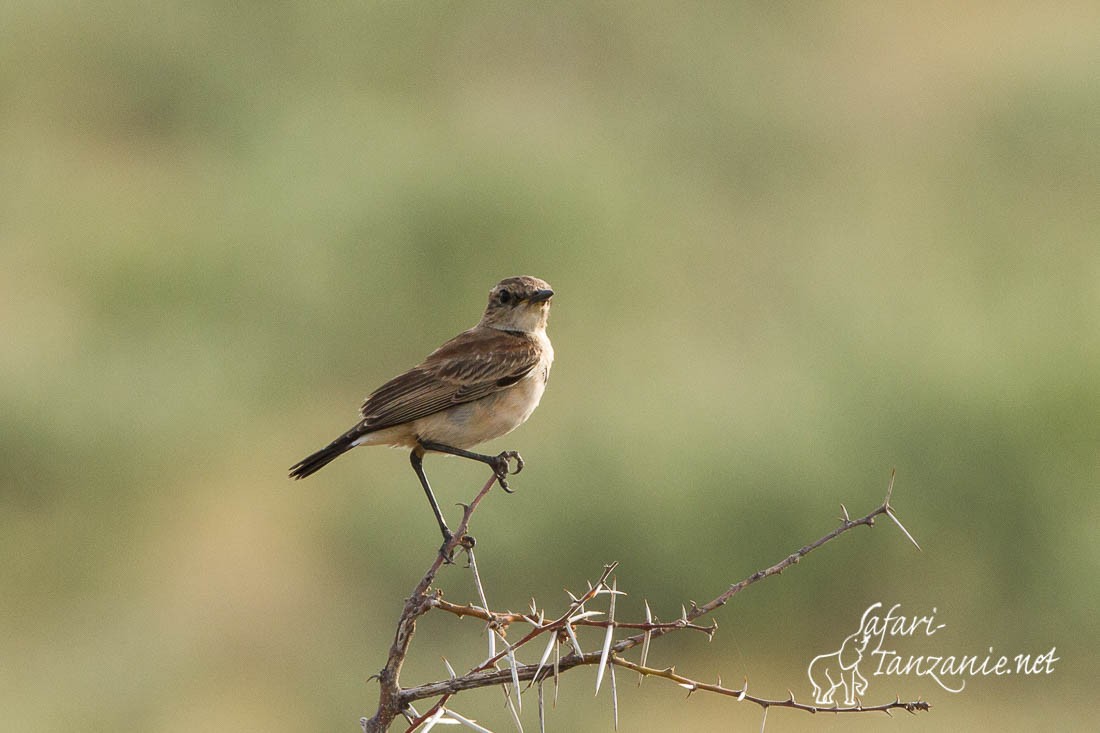 agrobate du kalahari 0422