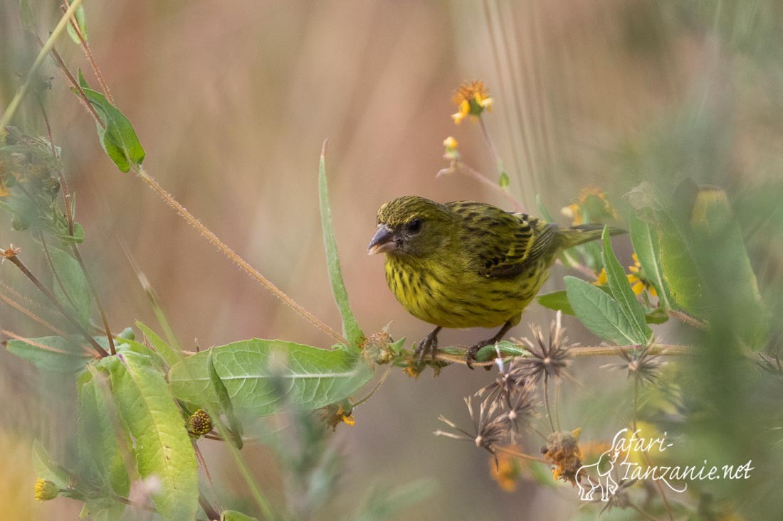 serin d abyssinie 0804